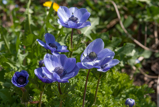 fiori blu del giardino