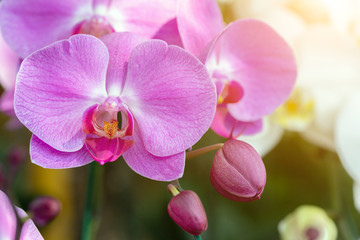Orchid flower in orchid garden at winter or spring day for postcard beauty and agriculture idea concept design. Phalaenopsis orchid.