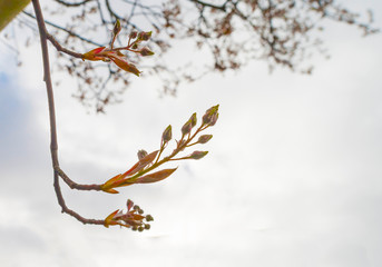 Blossoming tree below a blue sky in sunlight in spring