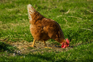  Hen in the field