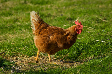  Hen in the field