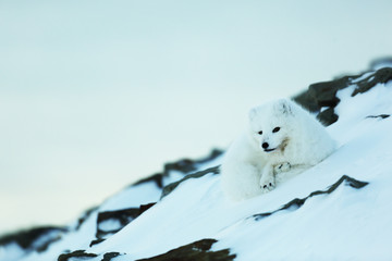 Polar fox resting