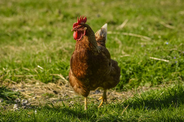  Hen in the field