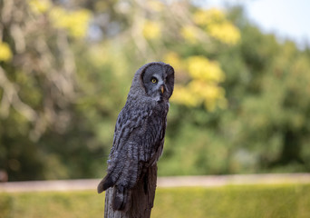 Great grey owl (Strix nebulosa). Night birds of prey