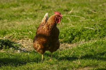  Hen in the field