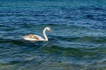 Swans in the sea during sunny winter day
