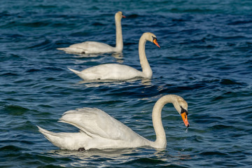 Obraz premium Swans in the sea during sunny winter day