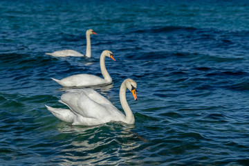 Beautiful swans in the sea. Spring day with swans swimming in the sea. 