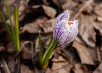 Crocus - white with gray streaks and bright orange pestle against the background of last year's leaves.