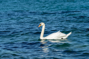 Fototapeta premium Beautiful swans in the sea. Spring day with swans swimming in the sea. 
