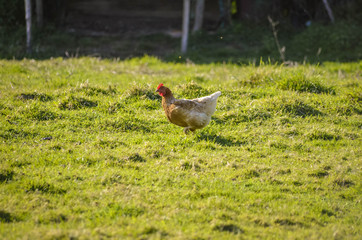  Hen in the field