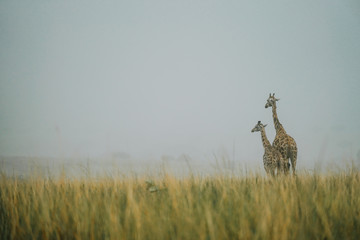 Antilope in Uganda
