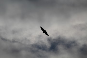 Condor voando abaixo de nuvens de tempestade, abutres do Novo Mundo o Urubu, Cathartidae 