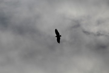 Condor voando abaixo de nuvens de tempestade, abutres do Novo Mundo o Urubu -  Cathartidae 