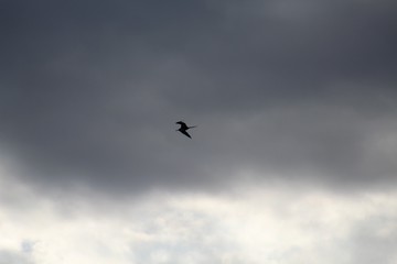 tesourão  voando abaixo de nuvens de tempestade,