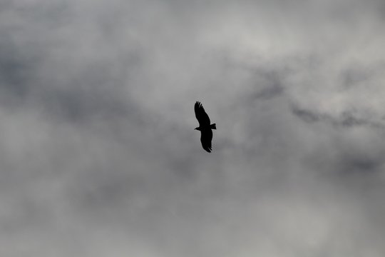 Condor voando abaixo de nuvens de tempestade, abutres do Novo Mundo o Urubu -  Cathartidae 