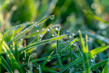 Dew Drops on the grass at beautiful spring morning in the park