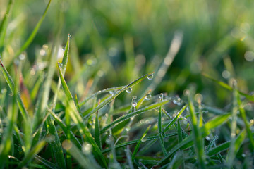 Dew Drops on the grass at beautiful spring morning in the park