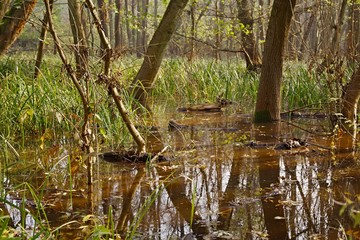 Swamps with trees