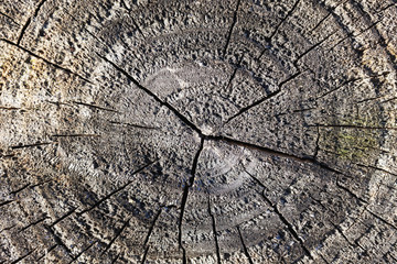 Cut tree slice closeup texture. Wooden natural cross section pattern.