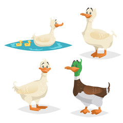 Cute ducks set. Standing, swimming different poses farm and wild birds collection. Adult ducks female and male. Ducklings swim with mum. Cartoon flat design vector illustrations.