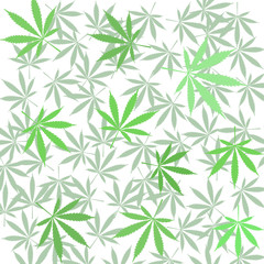  Cannabis A green branch  (Cannabis indica, Marijuana) medicinal plant with leaves. Watercolor hand drawn painting illustration isolated  