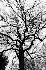 Black and white tree