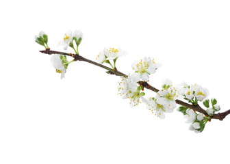 Blooming pear tree flowers on twig isolated on white background