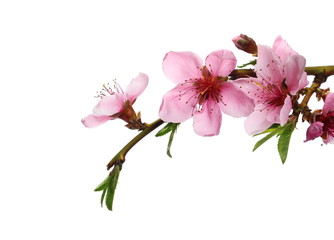 Obraz na płótnie Canvas Blooming peach flowers on twig isolated on white background