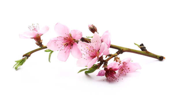 Blooming peach flowers on twig isolated on white background