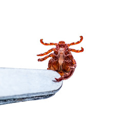 Encephalitis Virus or Lyme Borreliosis Disease or Monkey Fever Infectious Dermacentor Tick Arachnid Parasite Insect Laboratory Tweezers Macro Isolated on White