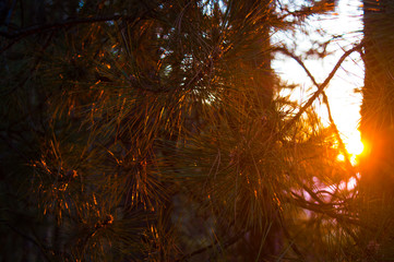Tree leafs of a pine tree enlightened by the sun