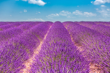 Fototapeta na wymiar Lavender field in sunlight, Provence, Plateau Valensole. Beautiful image of lavender field. Lavender flower field, image for natural background. Very nice view of the lavender fields. 