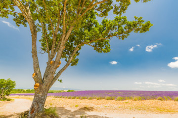 Fototapeta na wymiar Lavender field with tree. Provence calm agriculture background