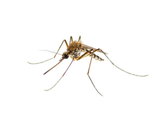 Encephalitis, Yellow Fever, Malaria Disease or Zika Virus Infected Culex Mosquito Parasite Insect...
