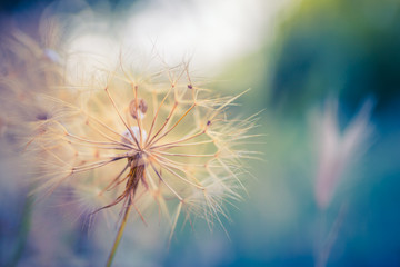 Abstract dandelion flower background, extreme closeup. Big dandelion on natural background. Artistic nature photography