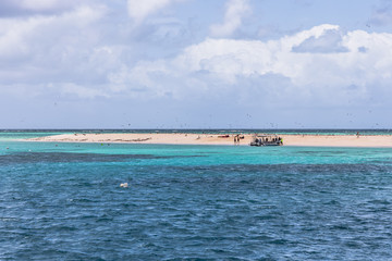 Fototapeta premium Great Barrier Riff - Michaelmas Cay National Park - 40 km nordöstlich von Cairns im Nordosten des australischen Bundesstaates Queensland