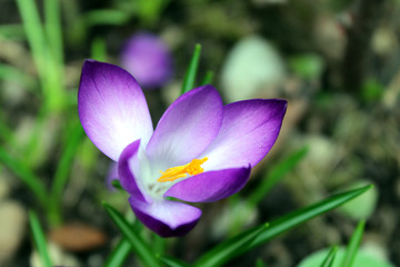 Closeup colorful crocus head