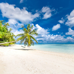 Tropical beach, palm and blue sea. Idyllic landscape. Luxury travel destination, summer vacation and holiday template