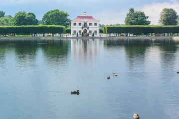 A flock of ducks in a pond on the green grass