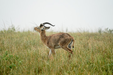 group of Impala macho in Murchison Falls with rain