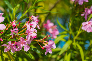 Beautiful romantic pink flowers with green leaves on the tree and blue sky in the background