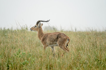 group of Impala macho in Murchison Falls with rain
