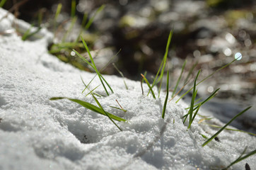 grass growing throuht snow