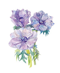 Anemone flowers. Watercolor illustration.