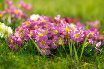 Beautiful spring primroses flowers (primula polyanthus or Perennial primrose) with green leaves in the garden. Nature concept