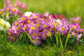 Fototapeta premium Beautiful spring primroses flowers (primula polyanthus or Perennial primrose) with green leaves in the garden. Nature concept