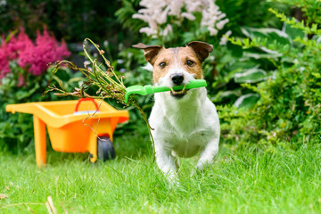 Concept of open and safe for pets garden with dog cleaning weeds with rake