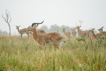 group of Impala macho in Murchison Falls with rain