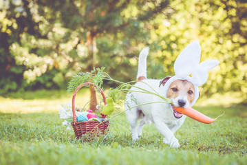 Happy dog wearing bunny ears for Easter party holding large carrot in mouth